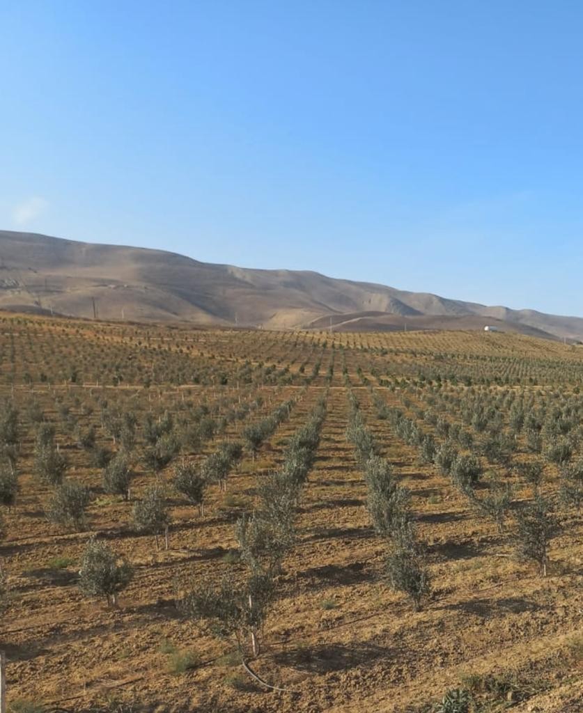 Payız əkin mövsümündə 785 mindən artıq ağac əkilib - FOTOLAR