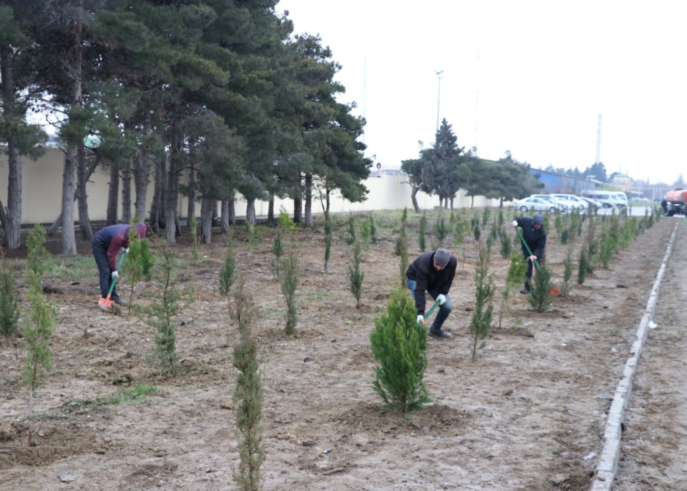 Dünya torpaq günündə meşə fondu torpaqlarında 30 mindən çox ağac əkildi 