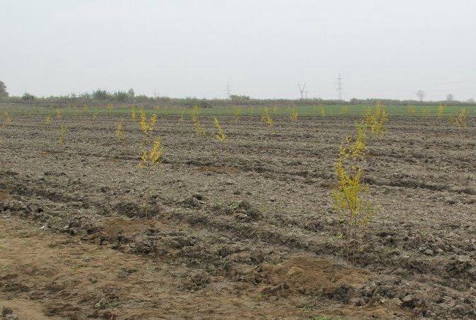 Meşə fondu torpaqlarında 1 milyondan artıq ağac əkilib - FOTOLAR