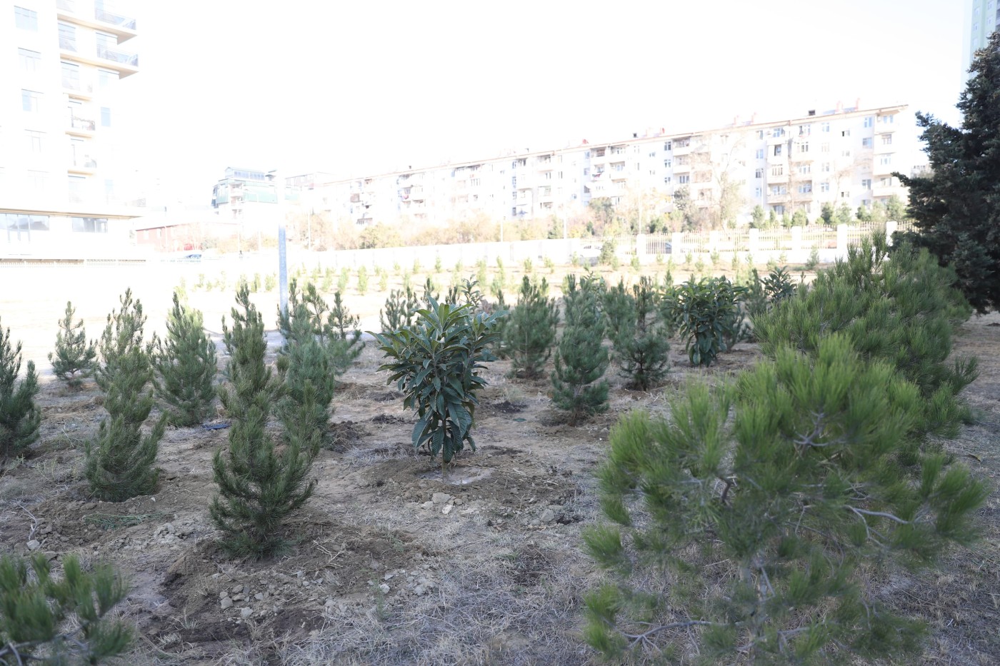 Xətai rayonunda ağacəkmə aksiyası keçirildi - FOTOLAR