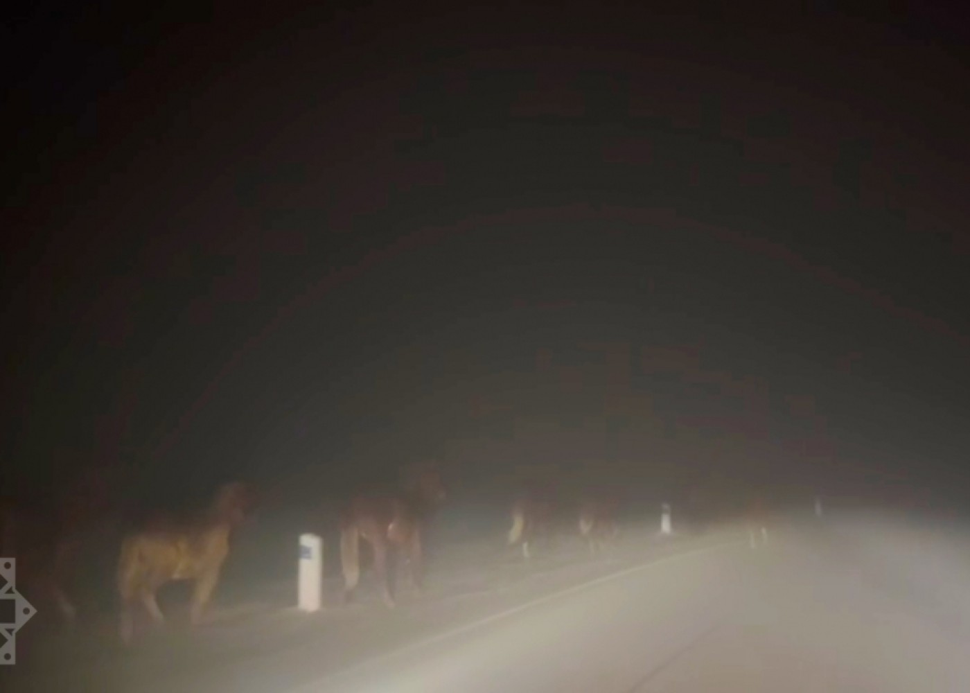 Şuşa-Laçın yolunda vəhşi atlar- VİDEO