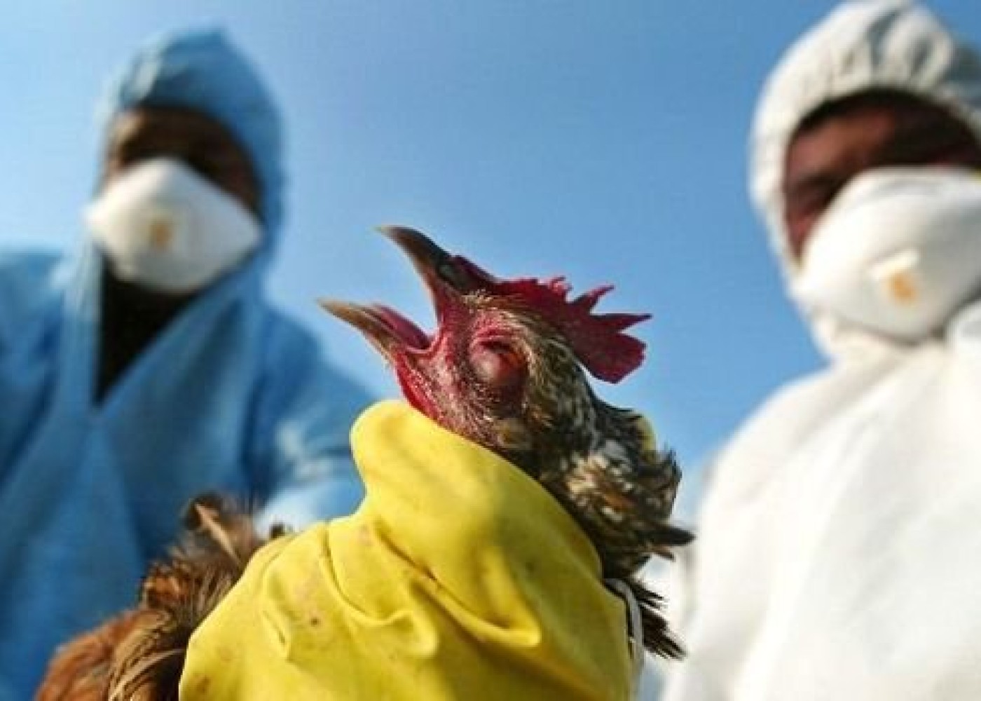 Avropa quş qripi pandemiyasına hazırlaşır