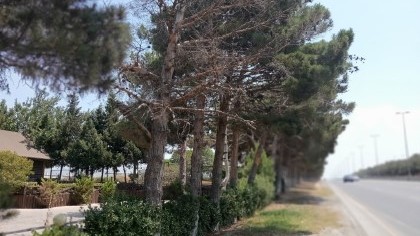 Abşeronda qurumuş ağaclar yol kənarlarından götürüləcək -FOTOLAR
