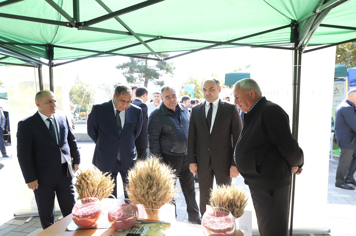 Balakən və Qaxda toxum sərgi-satış yarmarkaları keçirilib - FOTOLAR