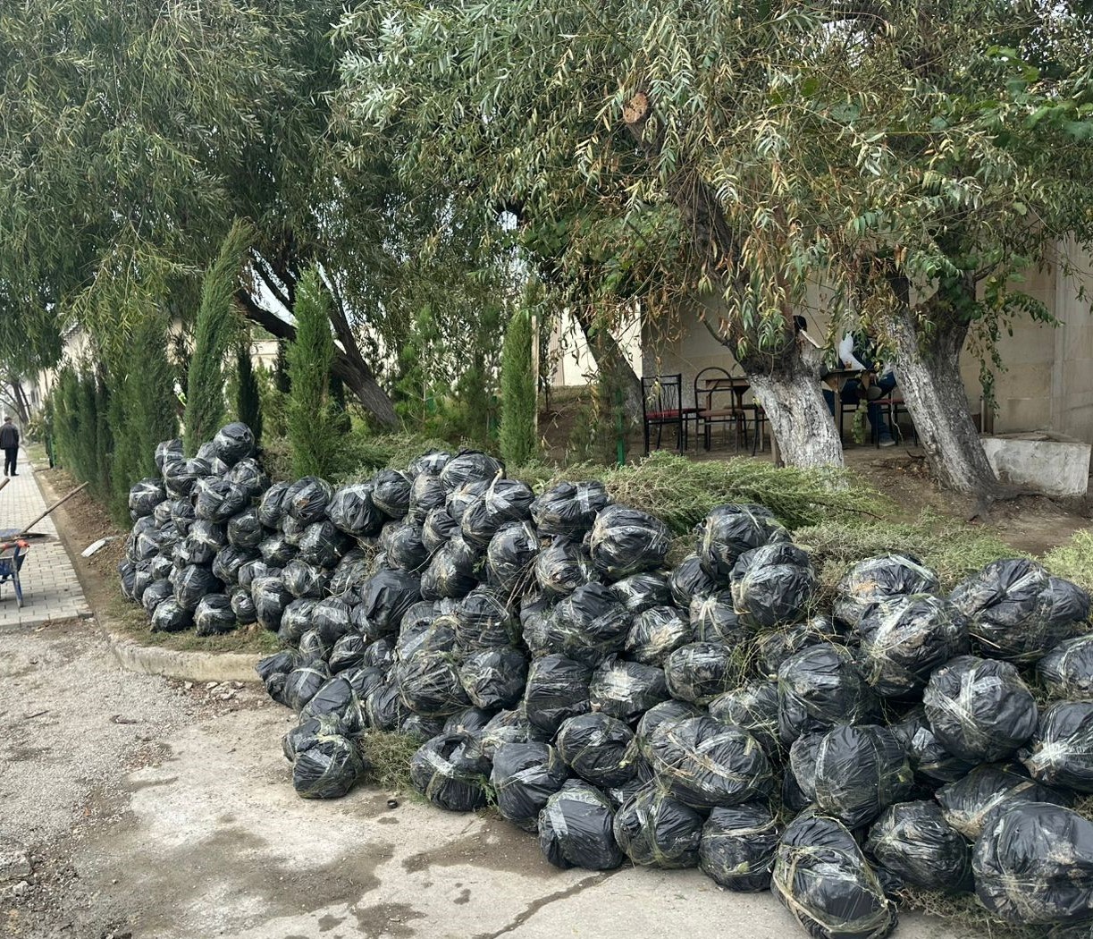 Xətai rayonunda ağacəkmə aksiyasına start verilib - FOTOLAR