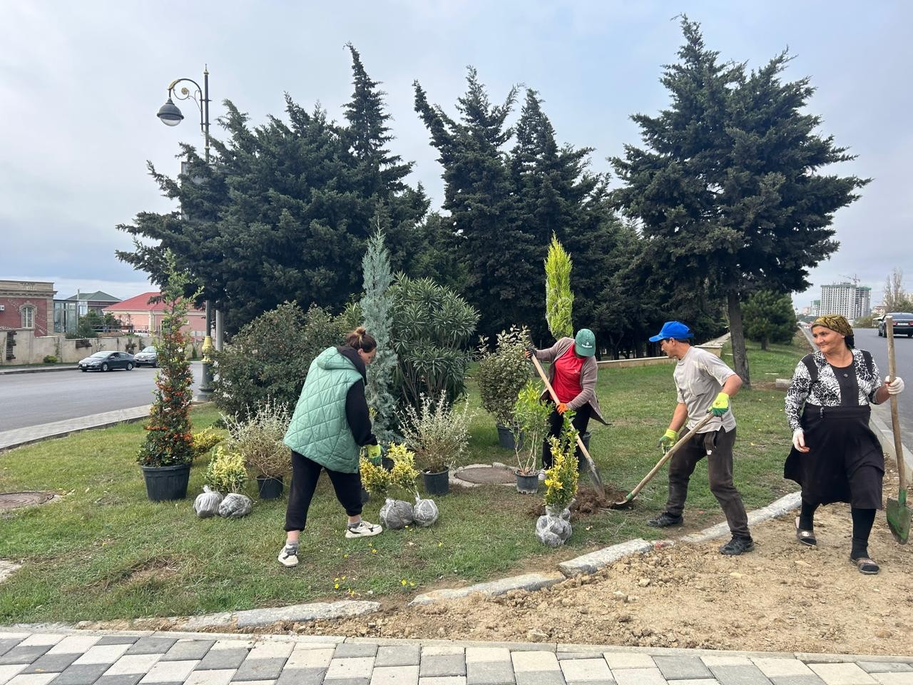 Xətai rayonunda ağacəkmə aksiyasına start verilib - FOTOLAR