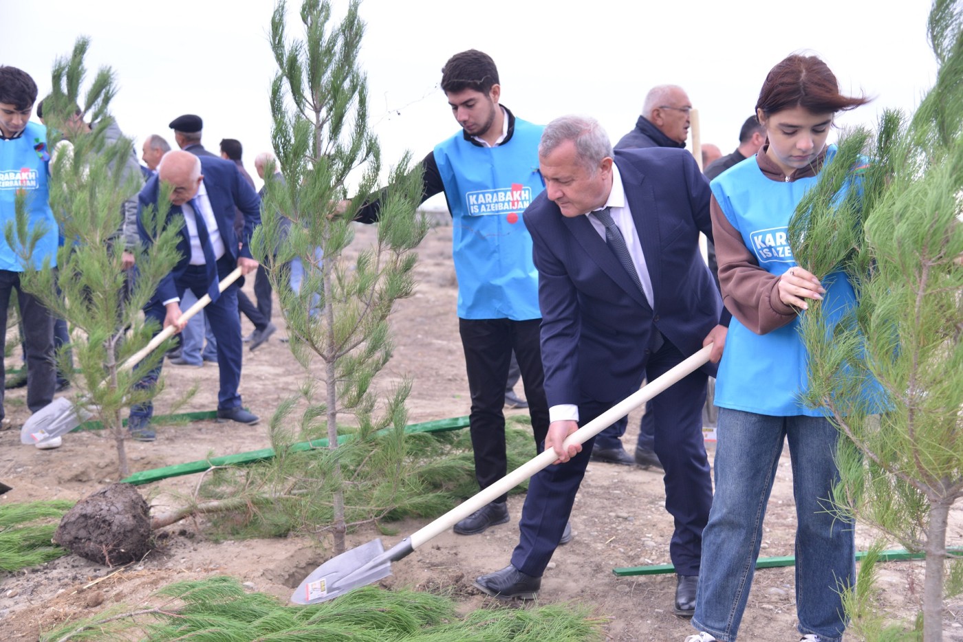 Qaradağın icra başçısı ağacəkmə aksiyasında iştirak etdi - FOTOLAR