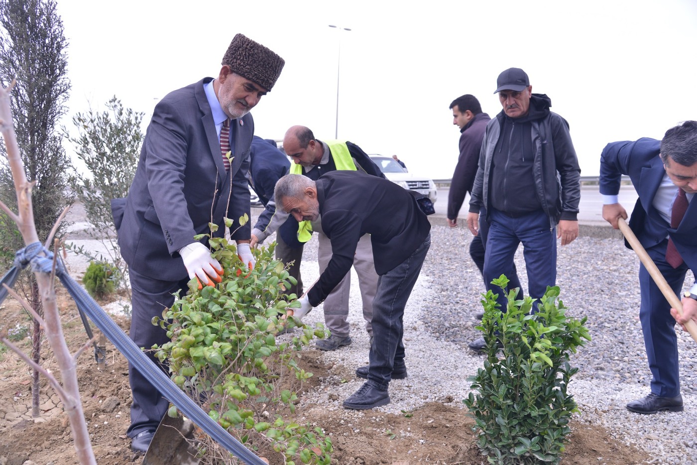 Qaradağın icra başçısı ağacəkmə aksiyasında iştirak etdi - FOTOLAR