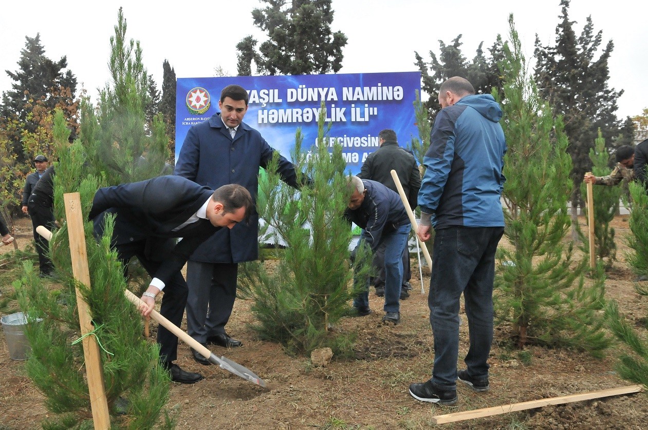 Abşeronda silsilə ağacəkmə aksiyaları keçirilir - FOTOLAR