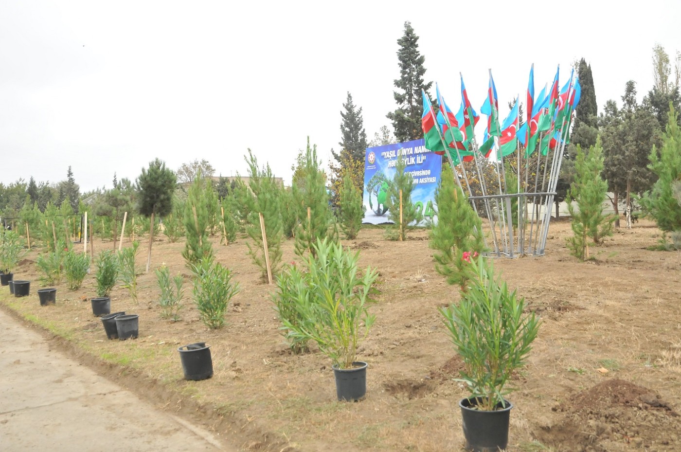 Abşeronda silsilə ağacəkmə aksiyaları keçirilir - FOTOLAR