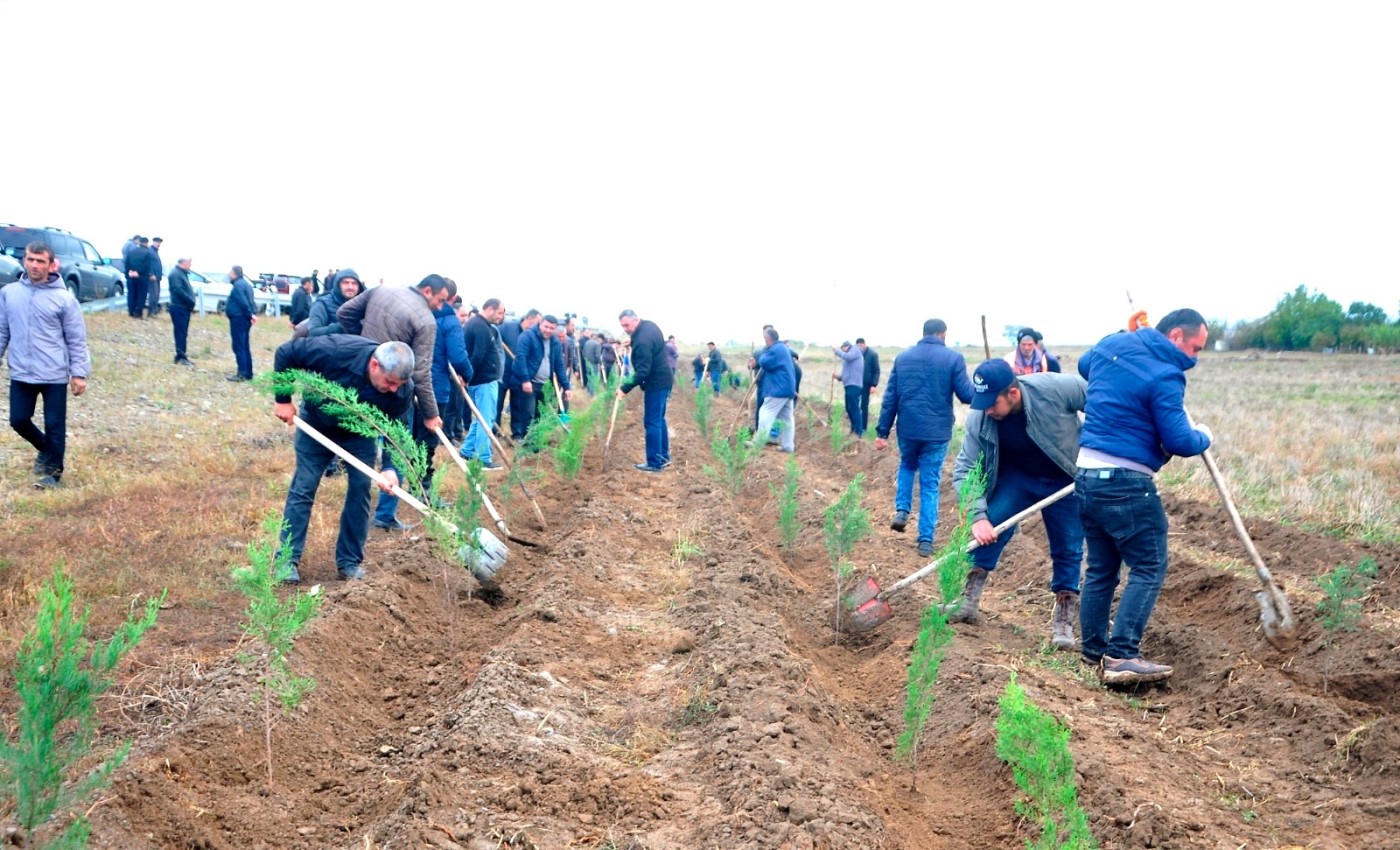 İcra başçısı Seymur Orucov ağacəkmə aksiyasında iştirak etdi - FOTOLAR