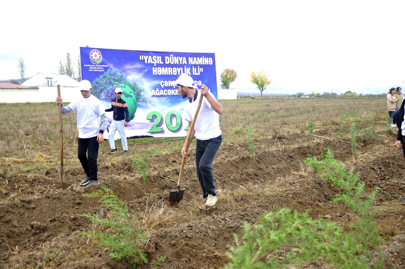 İcra başçısı Seymur Orucov ağacəkmə aksiyasında iştirak etdi - FOTOLAR