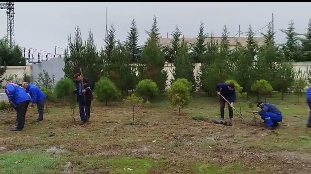 “Azərişıq” ASC-dən genişmiqyaslı ağacəkmə aksiyası - FOTOLAR