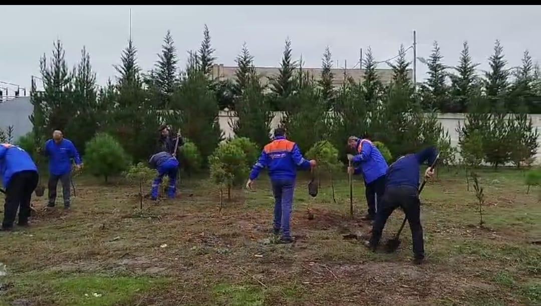 “Azərişıq” ASC-dən genişmiqyaslı ağacəkmə aksiyası - FOTOLAR