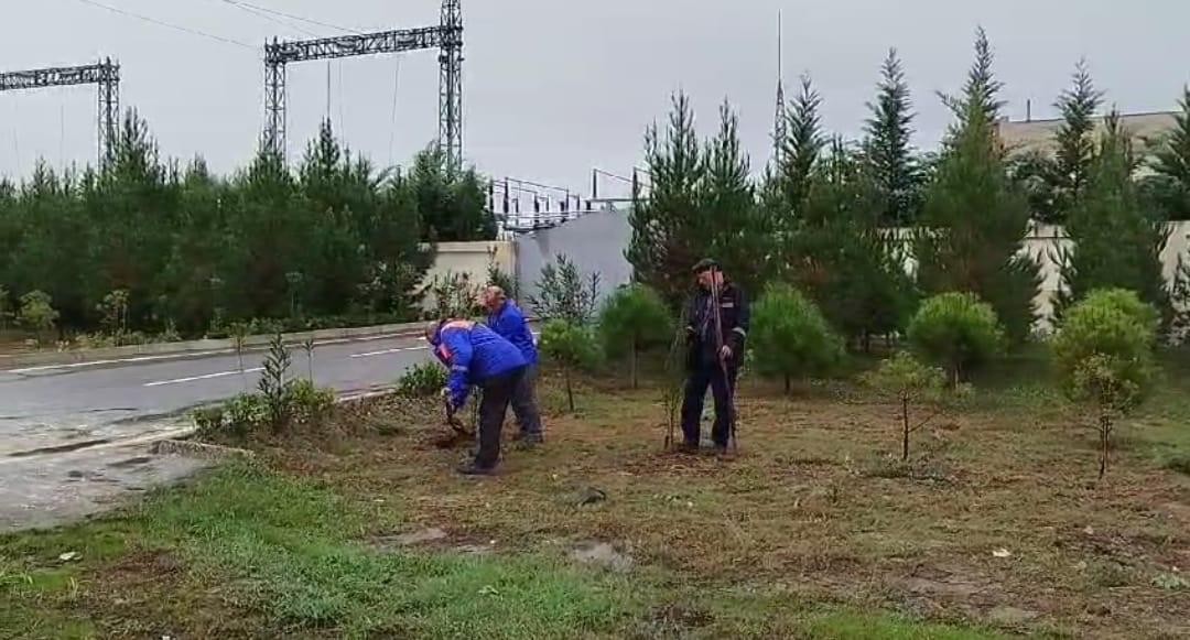 “Azərişıq” ASC-dən genişmiqyaslı ağacəkmə aksiyası - FOTOLAR