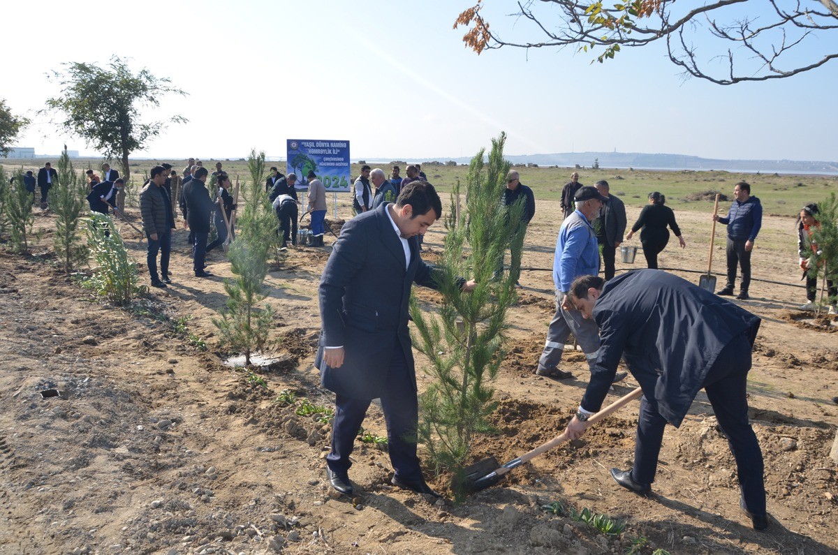 Pirallahıda silsilə ağacəkmə aksiyaları davam etdirilir - FOTOLAR