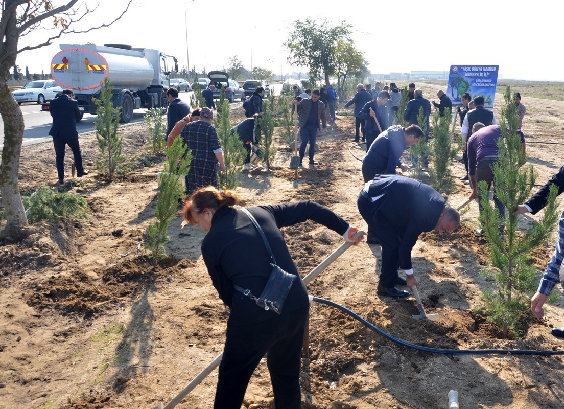 Pirallahıda silsilə ağacəkmə aksiyaları davam etdirilir - FOTOLAR