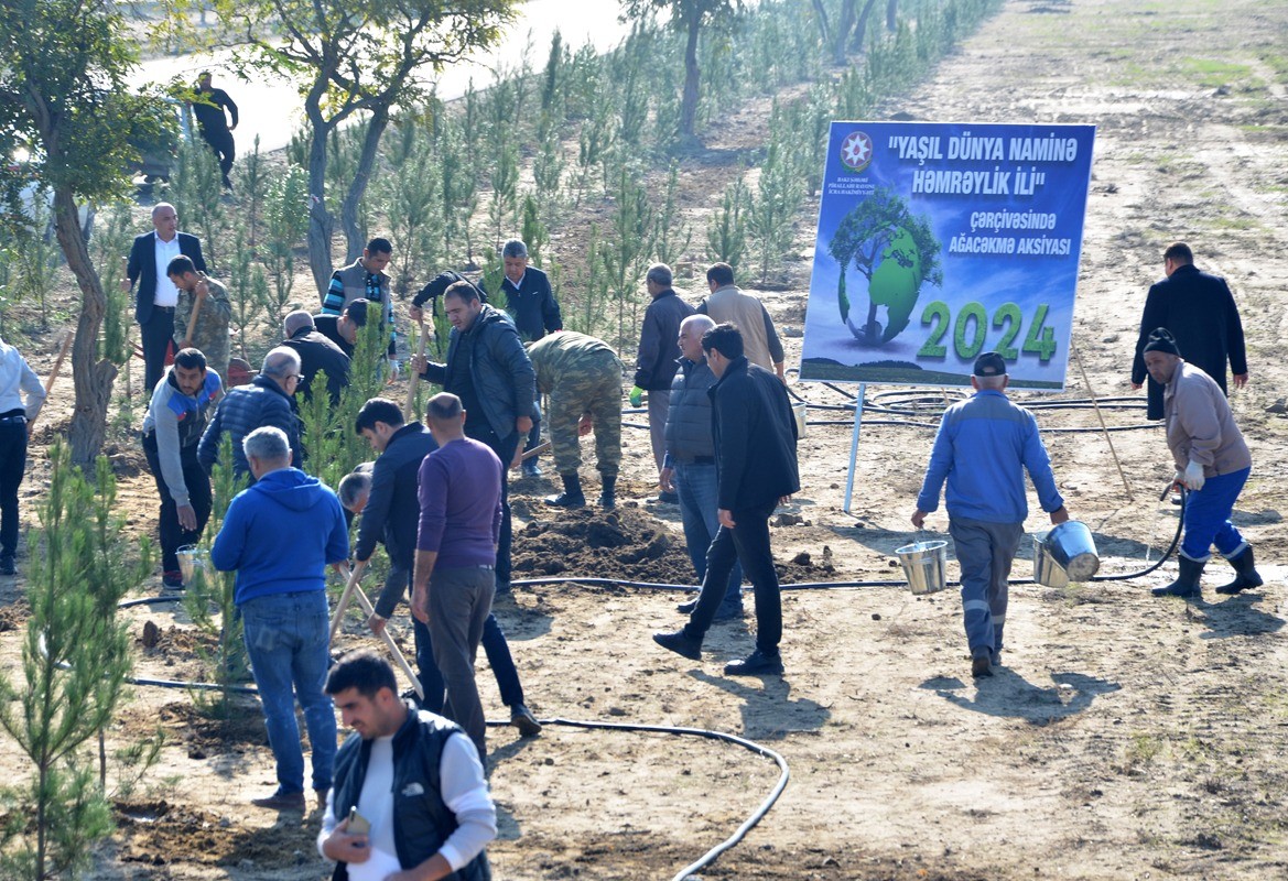 Pirallahıda silsilə ağacəkmə aksiyaları davam etdirilir - FOTOLAR