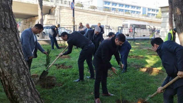 YAP Nəsimi rayon təşkilatı ağacəkmə aksiyası keçirdi - FOTOLAR