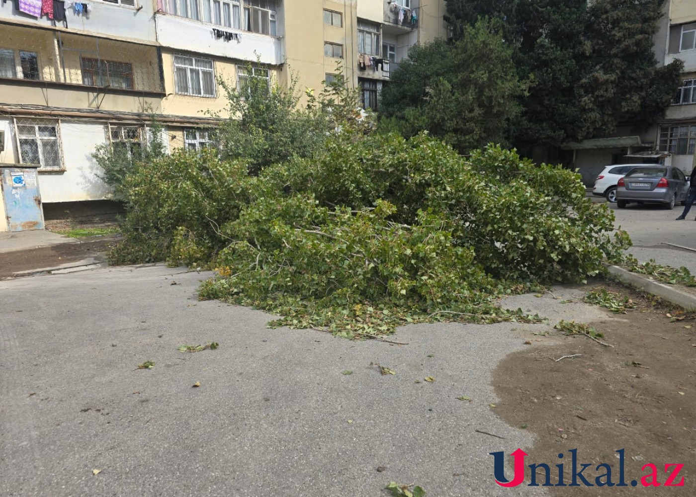 Bakıda külək ağacı aşırdı- FOTO