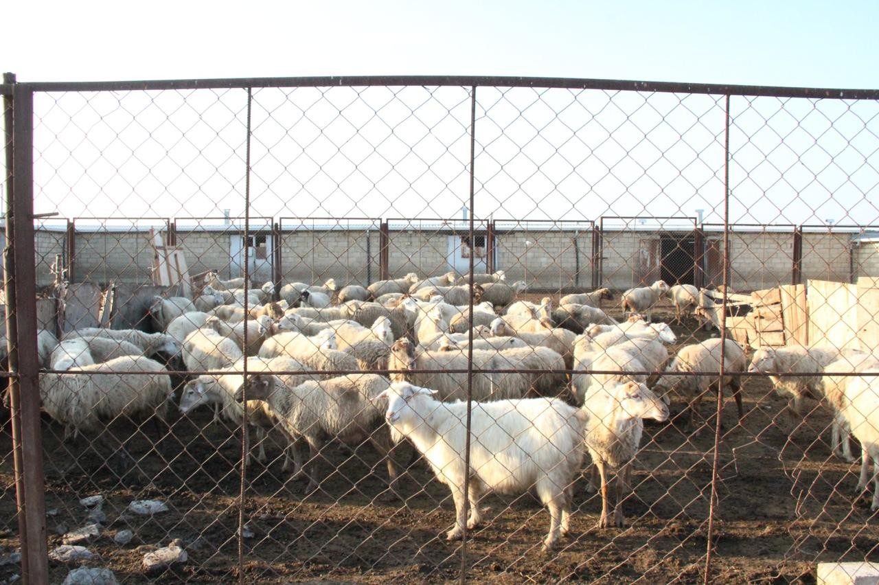 Goranboyda “Qışlaqda bir gün” adlı tədbir keçirildi - FOTOLAR