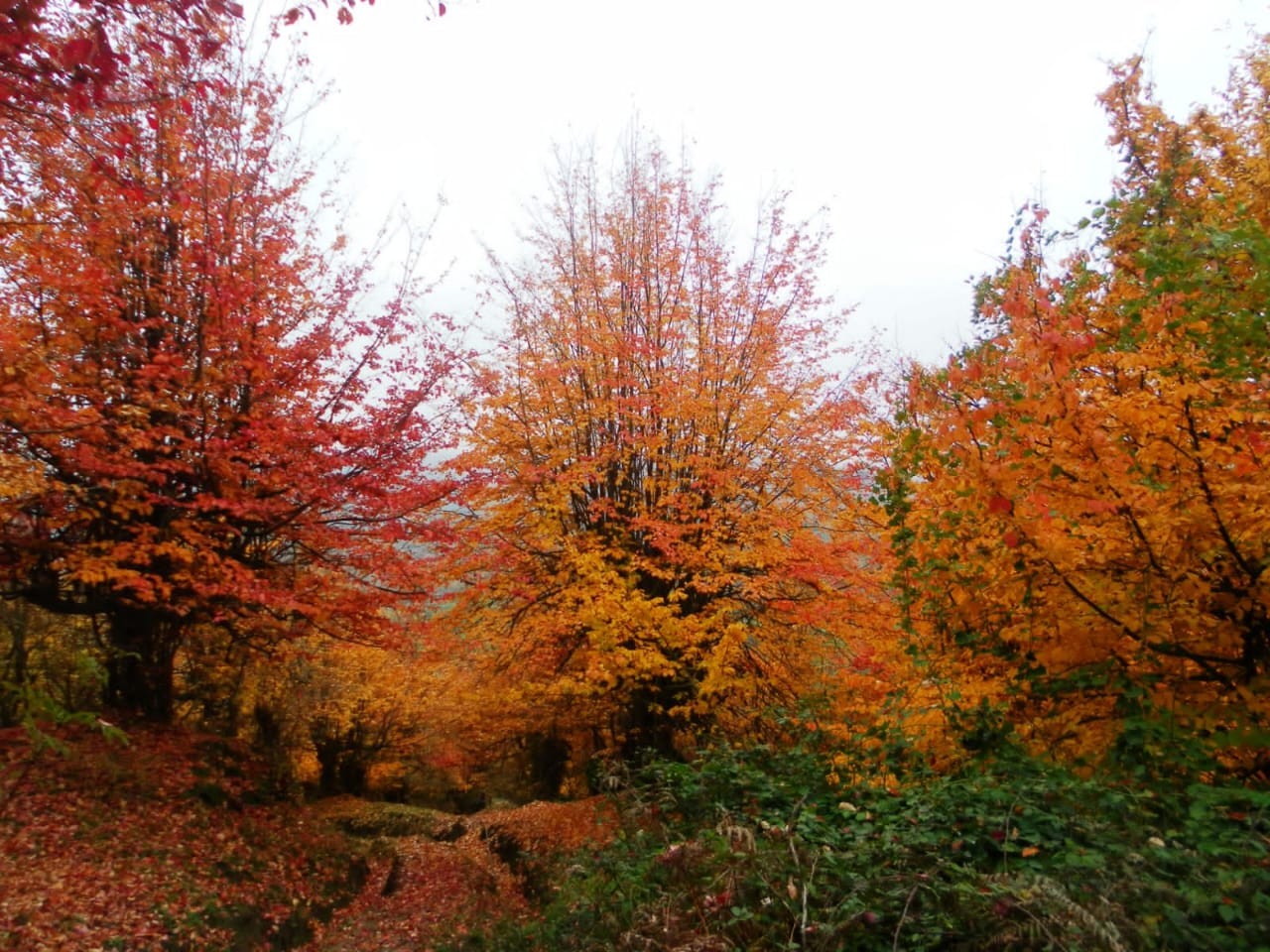 Milli parklarda payız mənzərəsi - FOTOLAR