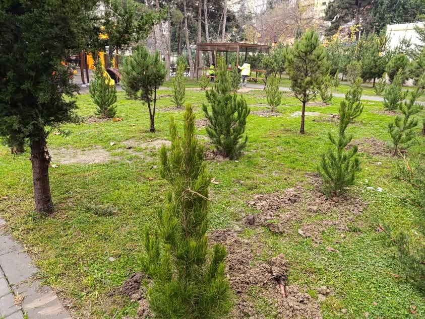 Xətai rayonunda daha bir ağacəkmə aksiyası keçirildi - FOTOLAR