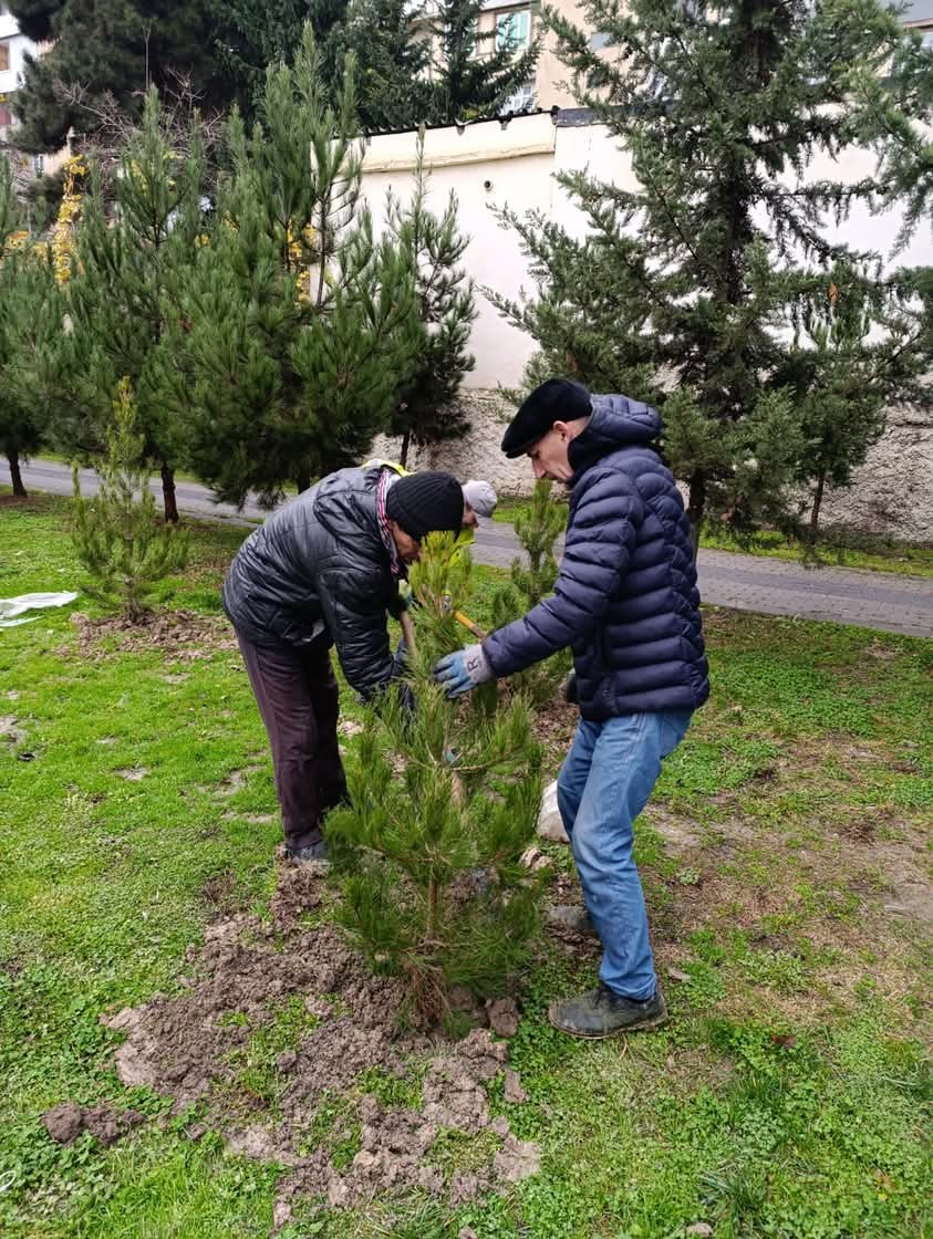 Xətai rayonunda daha bir ağacəkmə aksiyası keçirildi - FOTOLAR