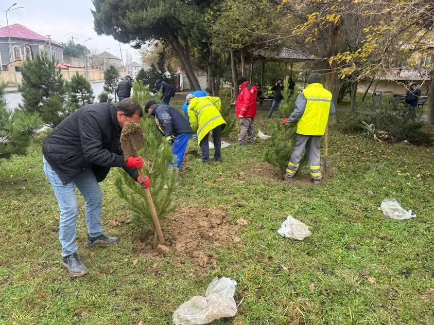 Xətai rayonunda daha bir ağacəkmə aksiyası keçirildi - FOTOLAR