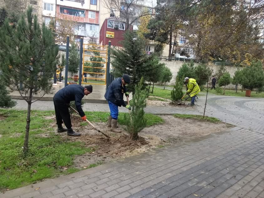 Xətai rayonunda daha bir ağacəkmə aksiyası keçirildi - FOTOLAR