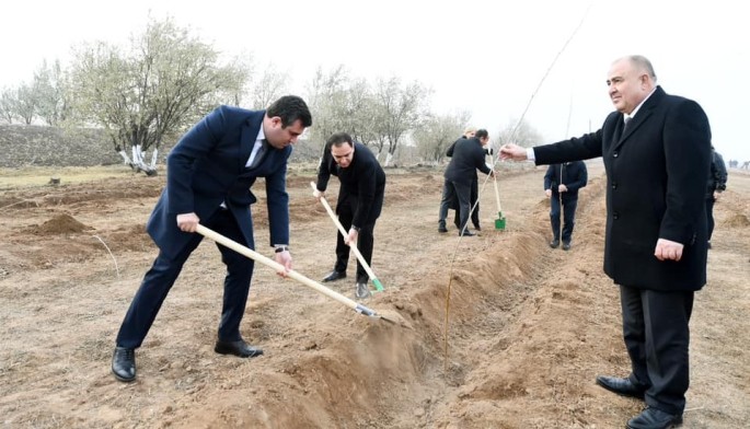 Naxçıvanda Heydər Əliyevin xatirəsinə ağacəkmə aksiyası keçirildi - FOTOLAR