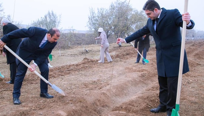 Naxçıvanda Heydər Əliyevin xatirəsinə ağacəkmə aksiyası keçirildi - FOTOLAR