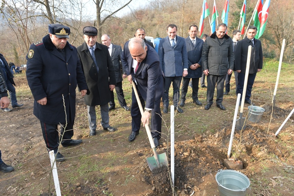 Lənkəranda “Yaşıl dünya naminə həmrəylik ili” çərçivəsində 3300 dəmirağacı əkildi - FOTOLAR