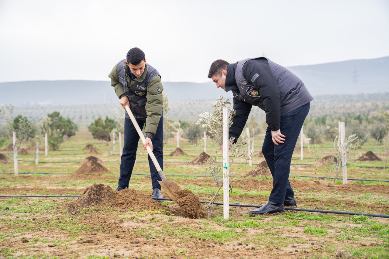 ETSN və Azərbaycanın COP komandası ağacəkmə aksiyası keçirdi - FOTOLAR