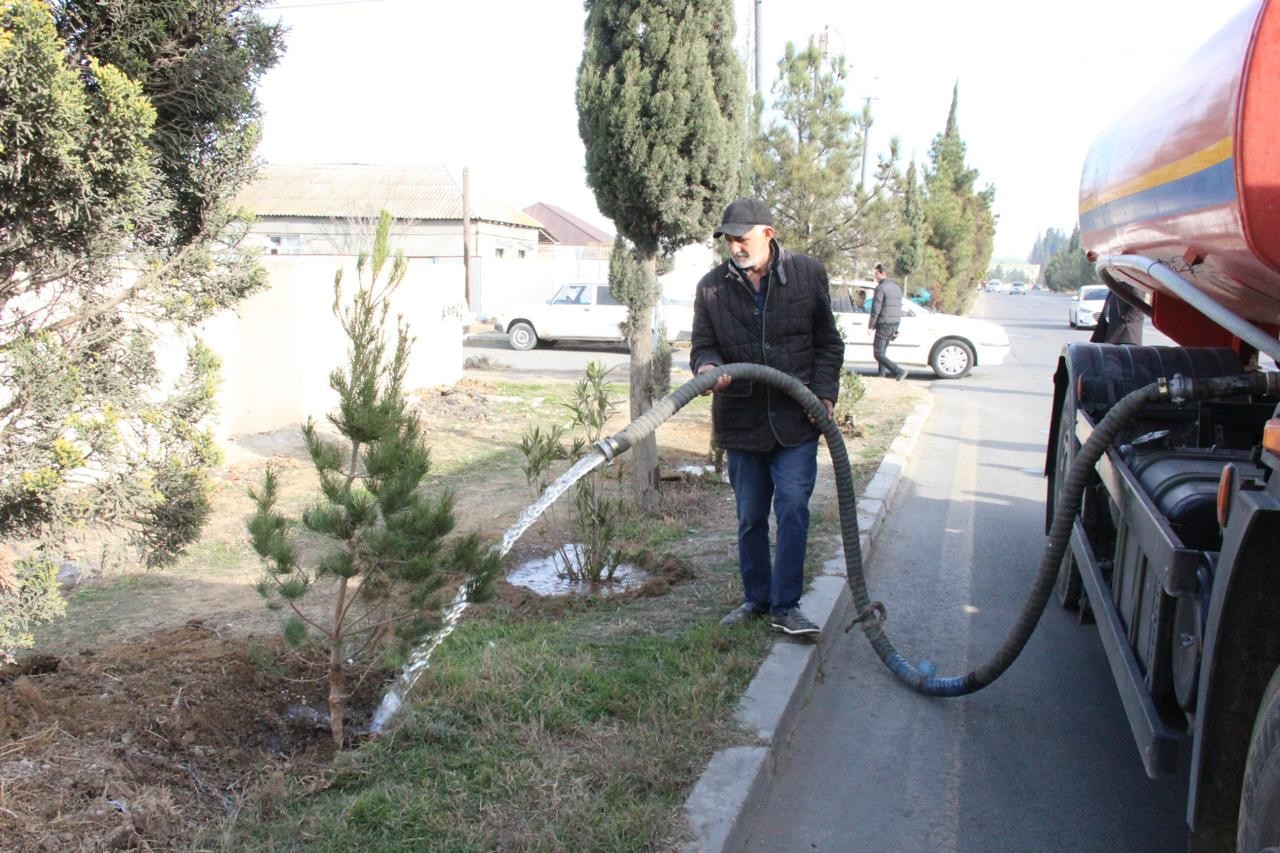 Goranboyda ağacəkmə aksiyası keçirildi - FOTOLAR