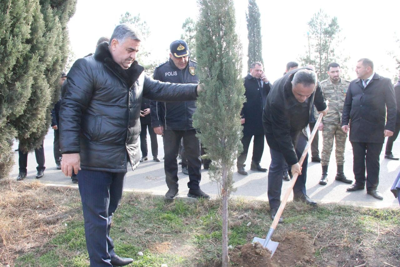 Goranboyda ağacəkmə aksiyası keçirildi - FOTOLAR