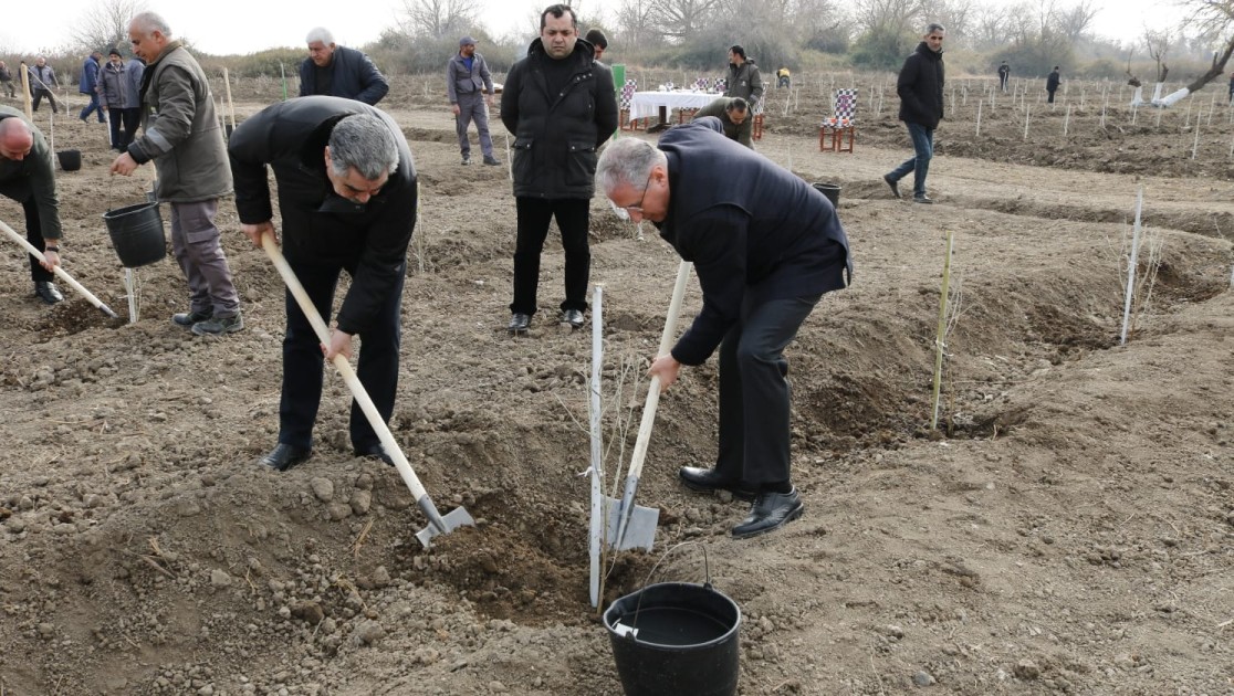 Salyanın meşə fondu torpaqlarında 5 mindən çox ağac əkildi - FOTOLAR