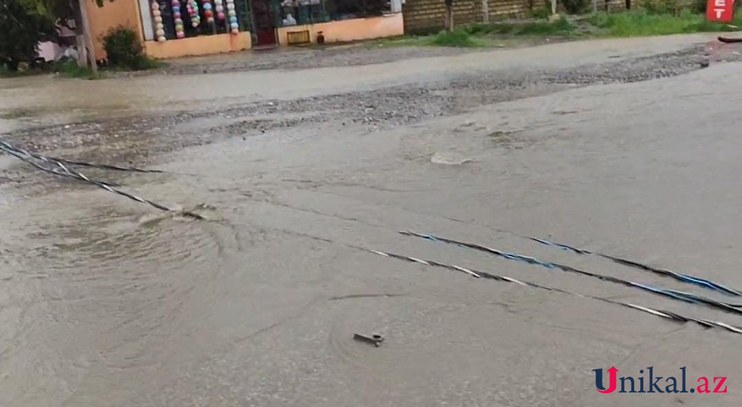 Qubada ağac yük avtomobilinin üzərinə aşdı - FOTOLAR