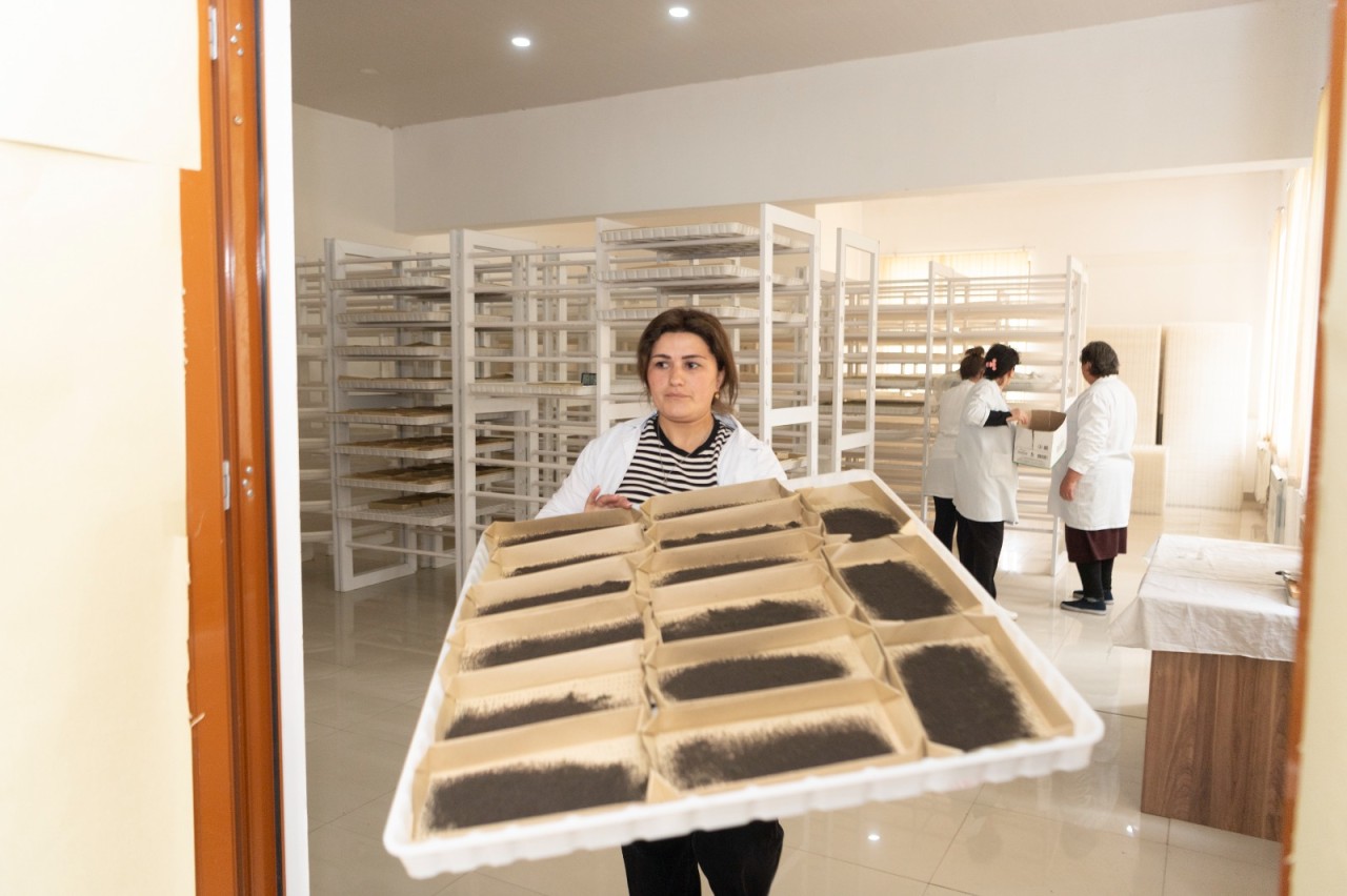 Azərbaycanda barama istehsalı mövsümünə start verildi - FOTOLAR