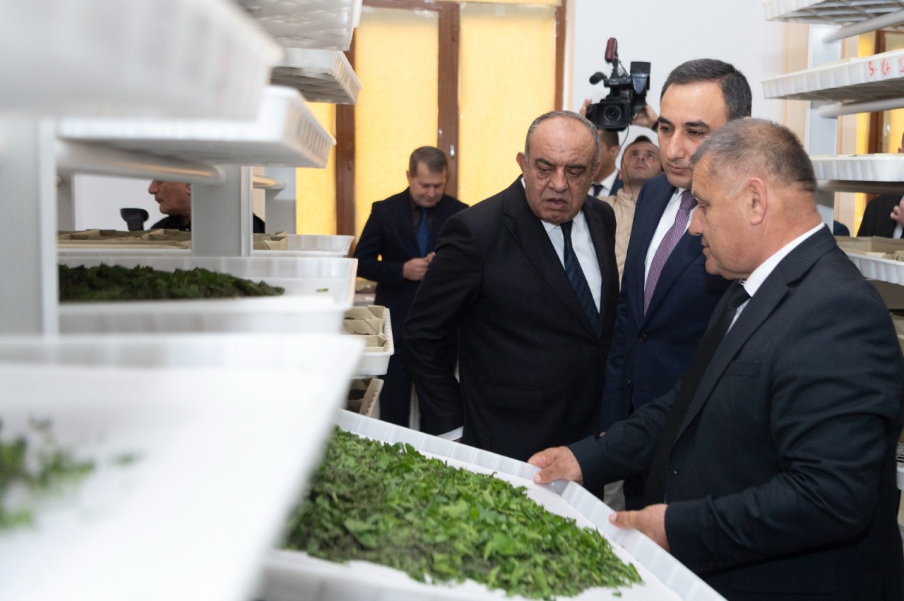 Azərbaycanda barama istehsalı mövsümünə start verildi - FOTOLAR