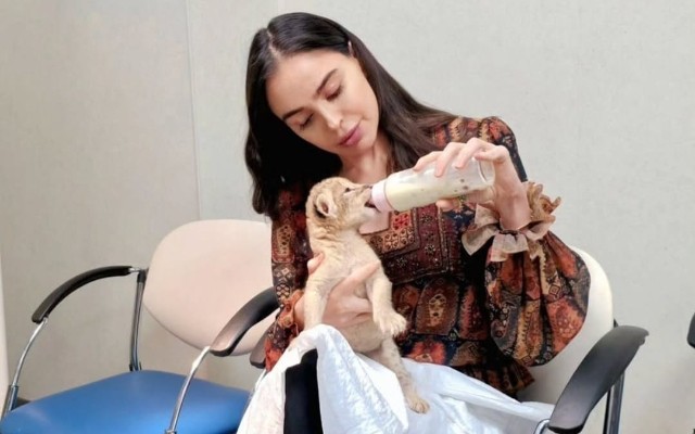 Leyla Əliyevanın şir balası ilə maraqlıGÖRÜNTÜSÜ Leyla Əliyevanın şir balası ilə maraqlıGÖRÜNTÜSÜ