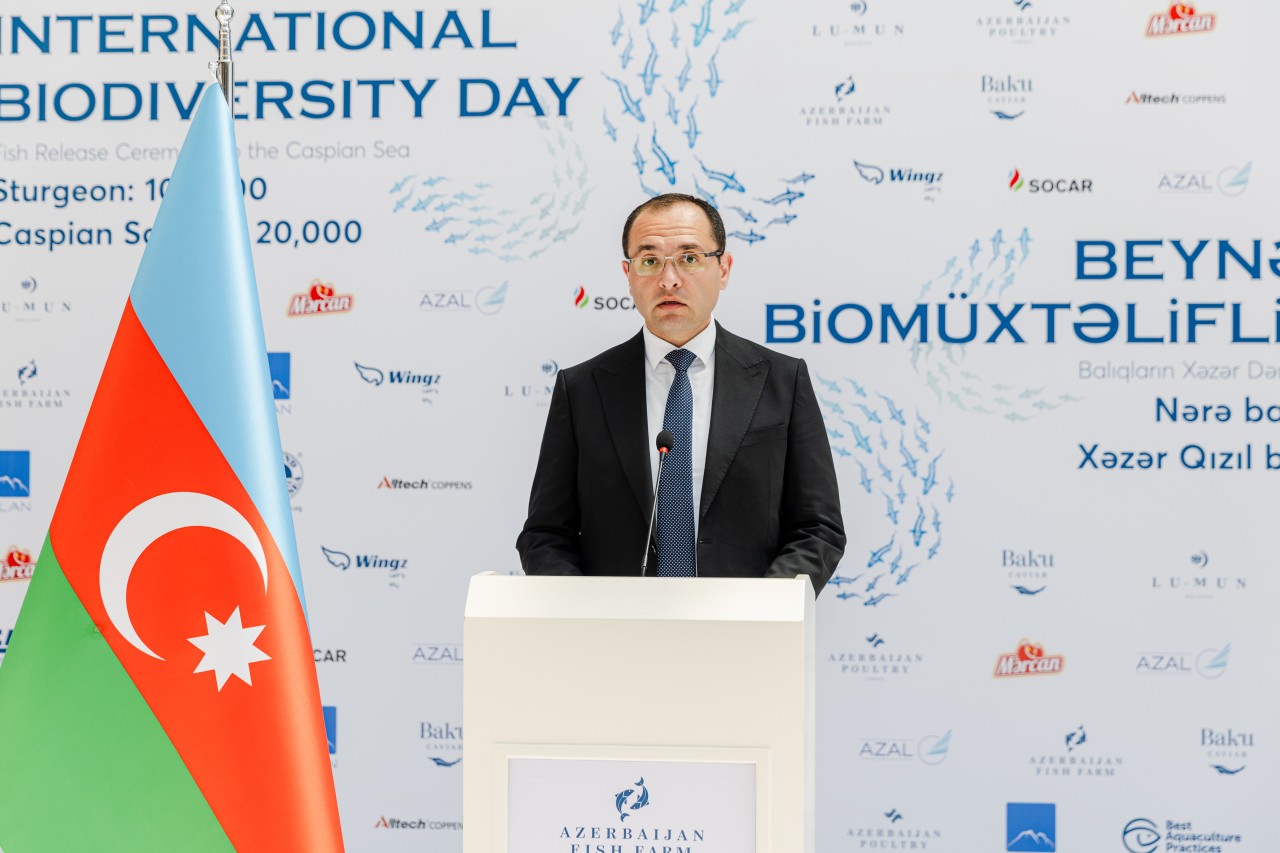 Xəzər dənizinə 100 000 nərə buraxıldı - FOTOLAR