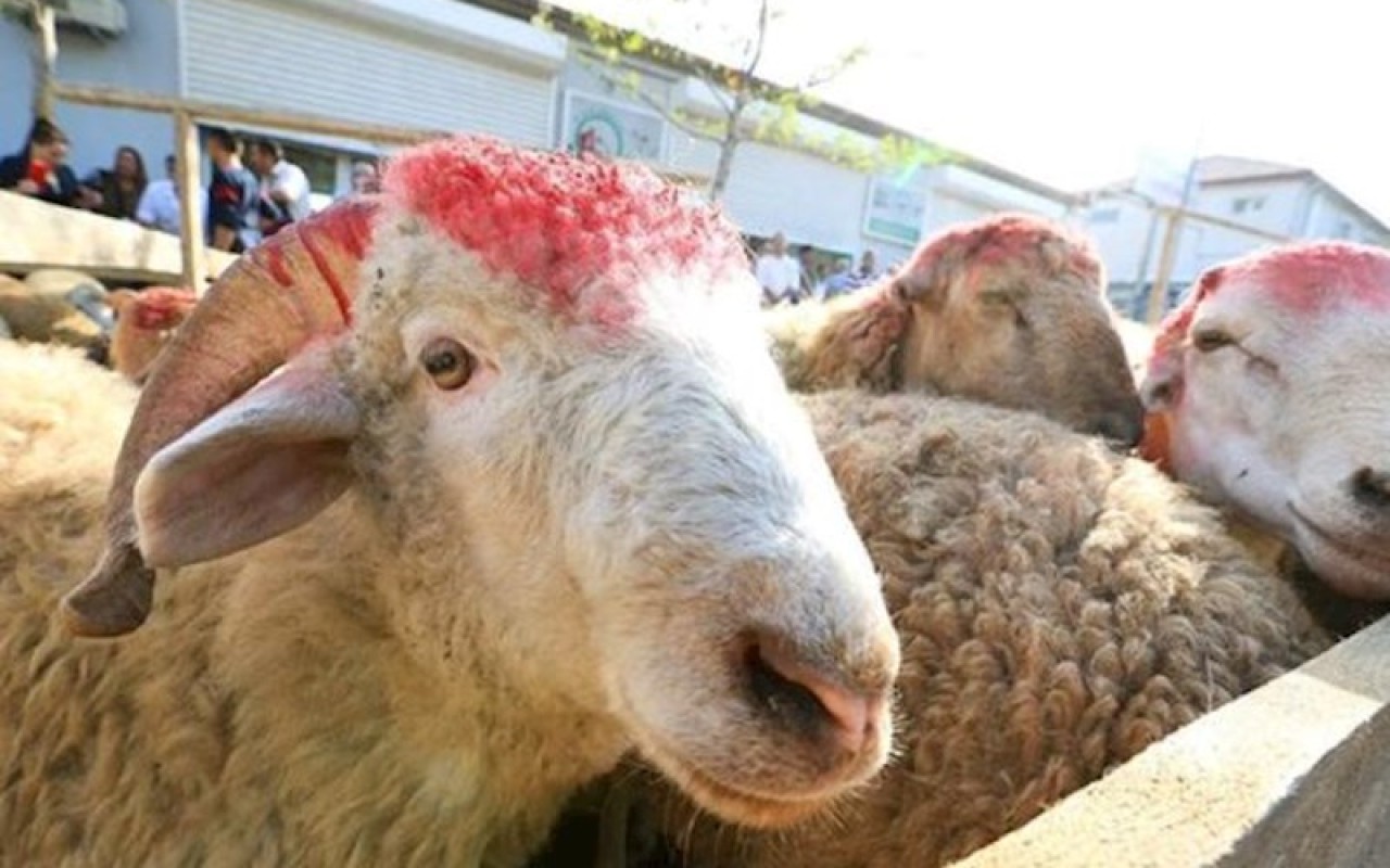 Müştərilər qiymətdən, satıcılar isə alıcı azlığından şikayət edir -Qurbanlıq heyvanlar bahalaşdı (VİDEO)