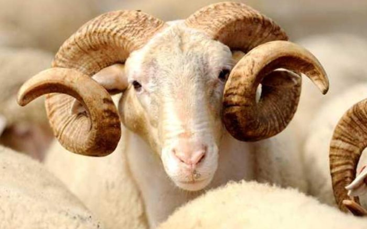 Qurban kəsmək istəyənlərinNƏZƏRİNƏ