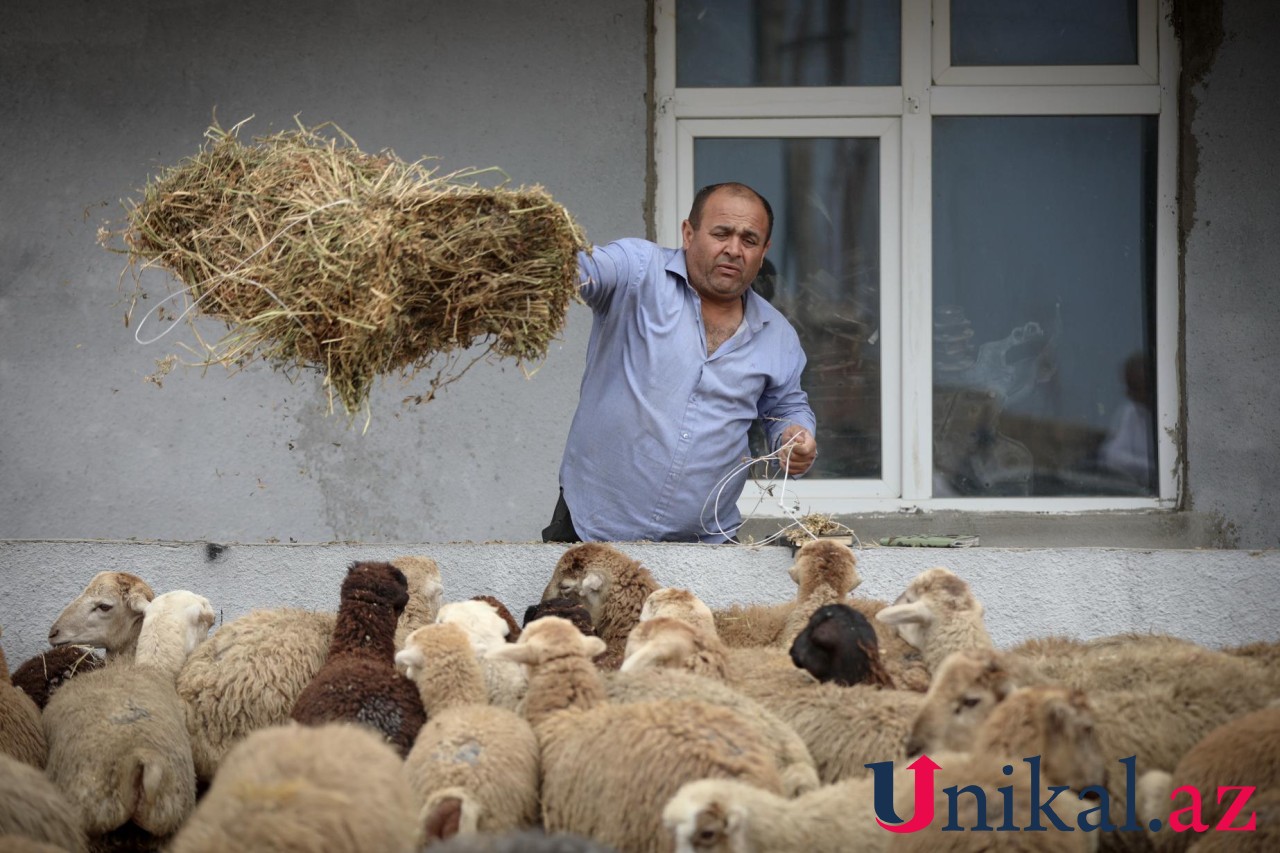 Bakı sakinləri qurban kəsir - FOTOLAR