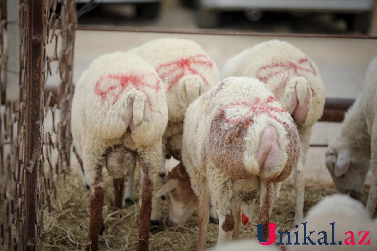 Bakı sakinləri qurban kəsir - FOTOLAR
