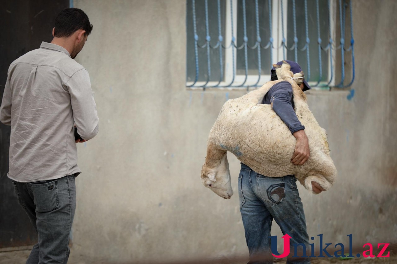 Bakı sakinləri qurban kəsir - FOTOLAR