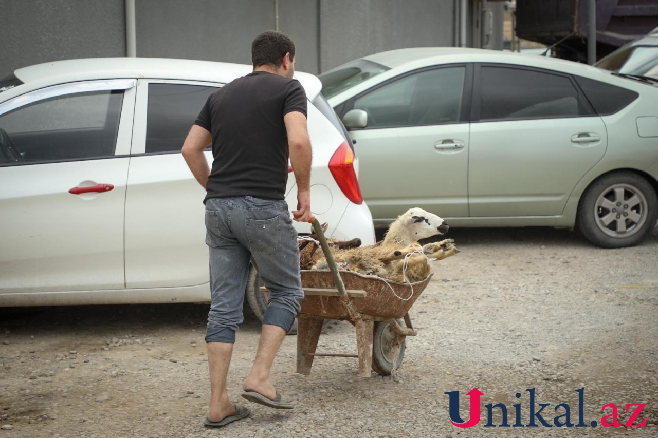 Bakı sakinləri qurban kəsir - FOTOLAR