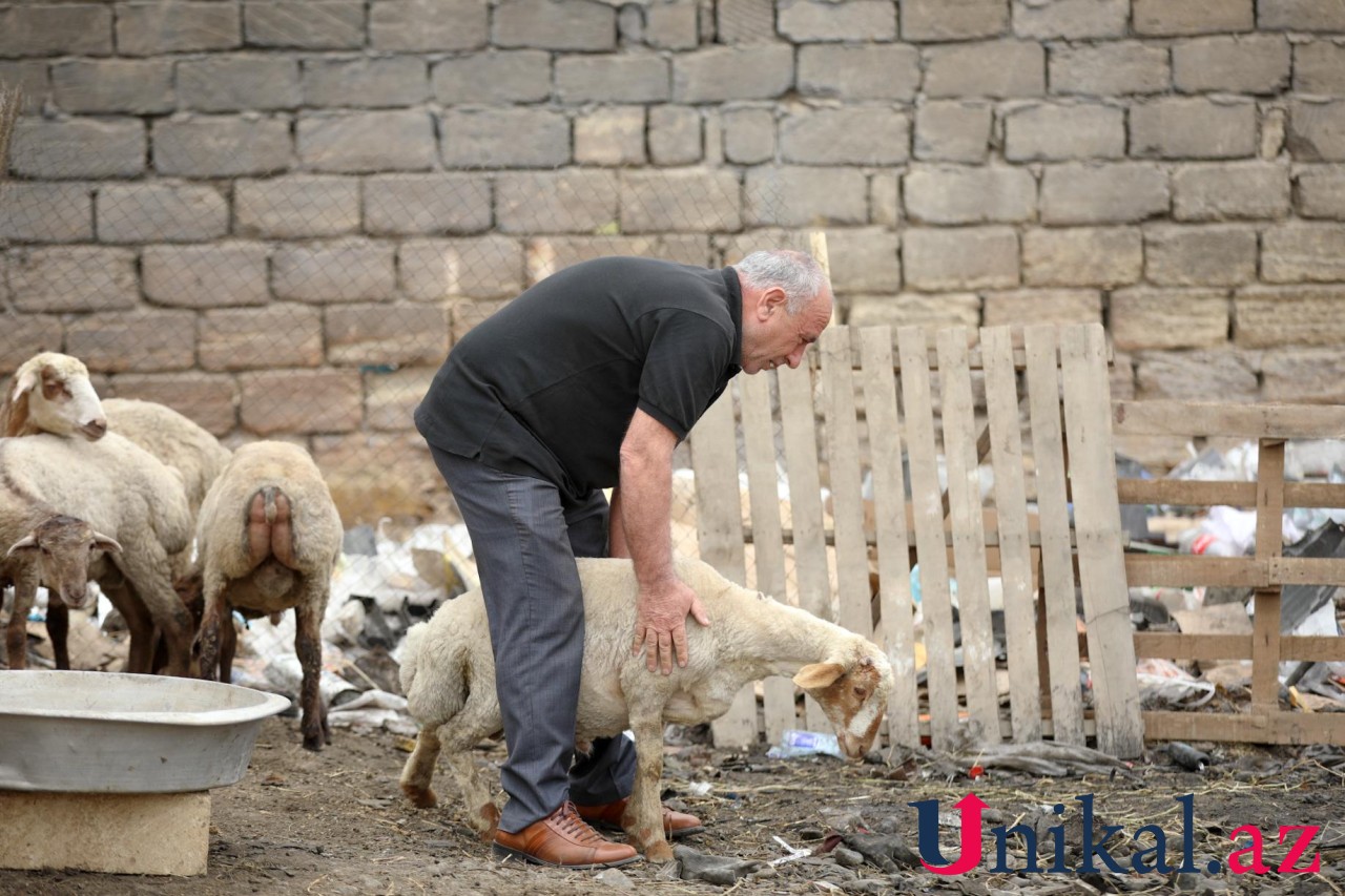 Bakı sakinləri qurban kəsir - FOTOLAR