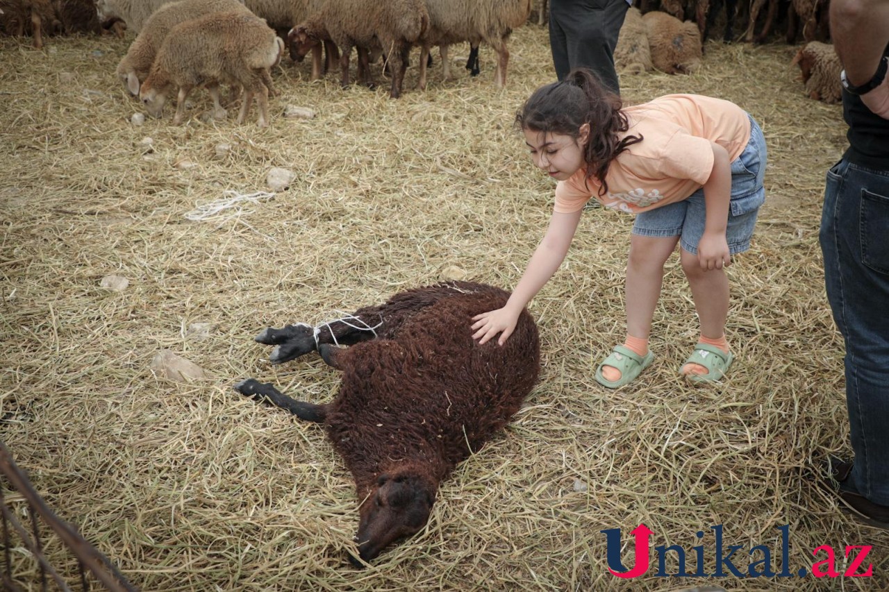 Bakı sakinləri qurban kəsir - FOTOLAR